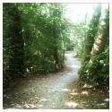 sous bois