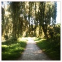 saule